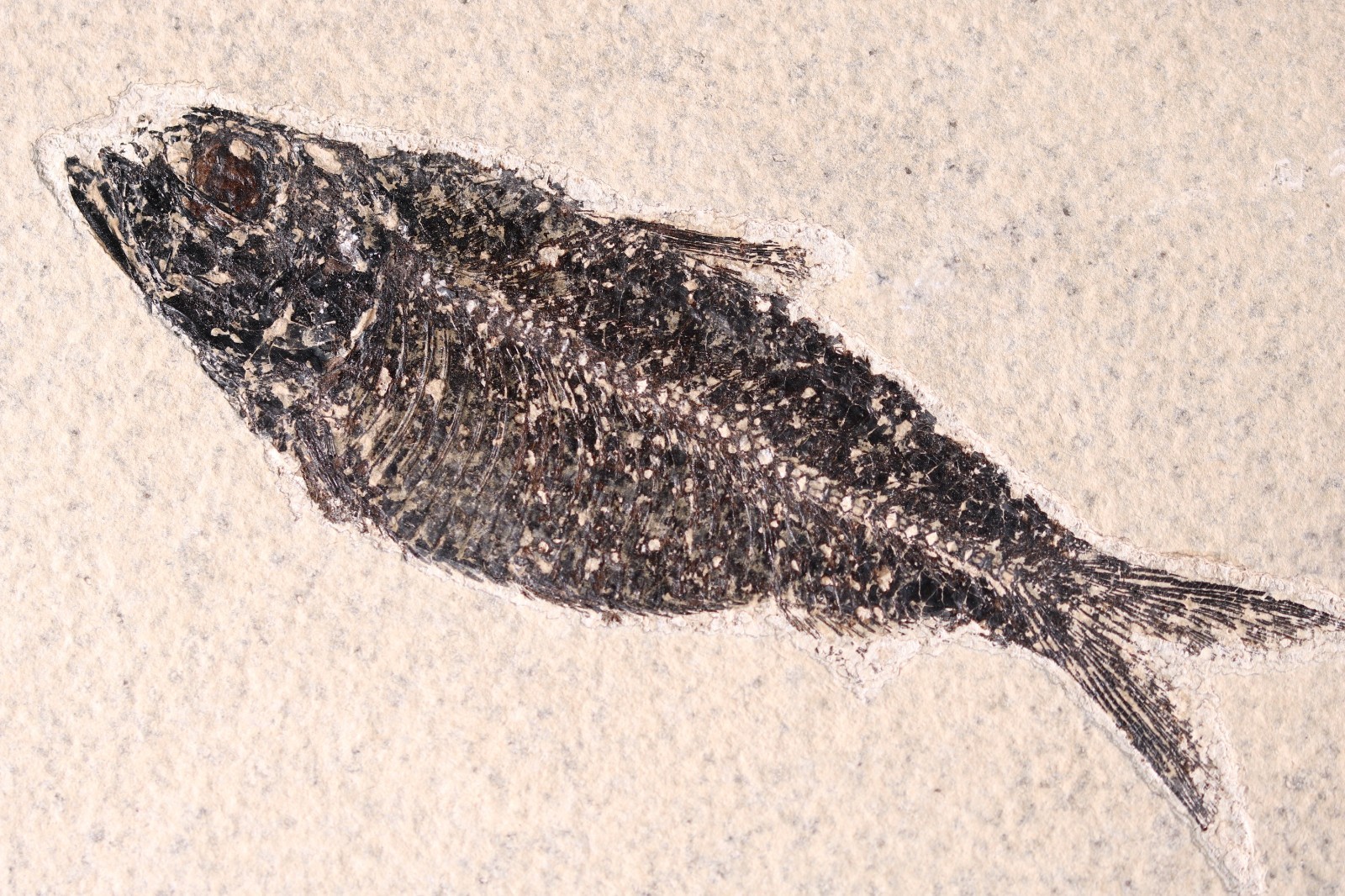 4.4" Knightia alta Fossil Fish Fossil Lake Green River Fm Wyoming WY COA 11806