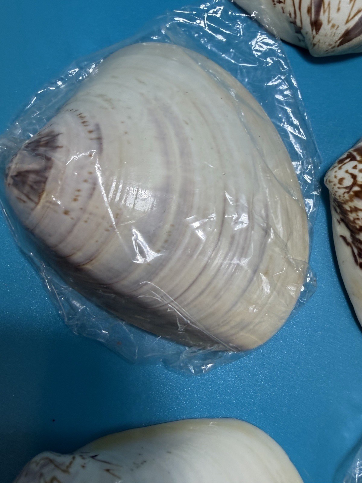 Meiji Period Real Natural Lacquered Seashells Lot Of 7