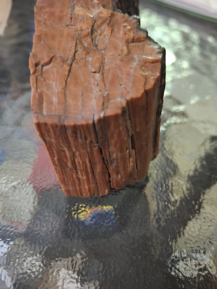 Petrified Wood From Out West USA.