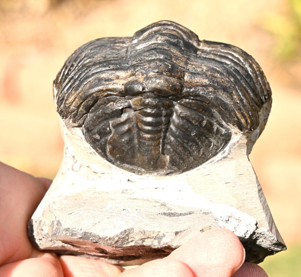 Trilobite Fossil, Drotops, from Morocco #2