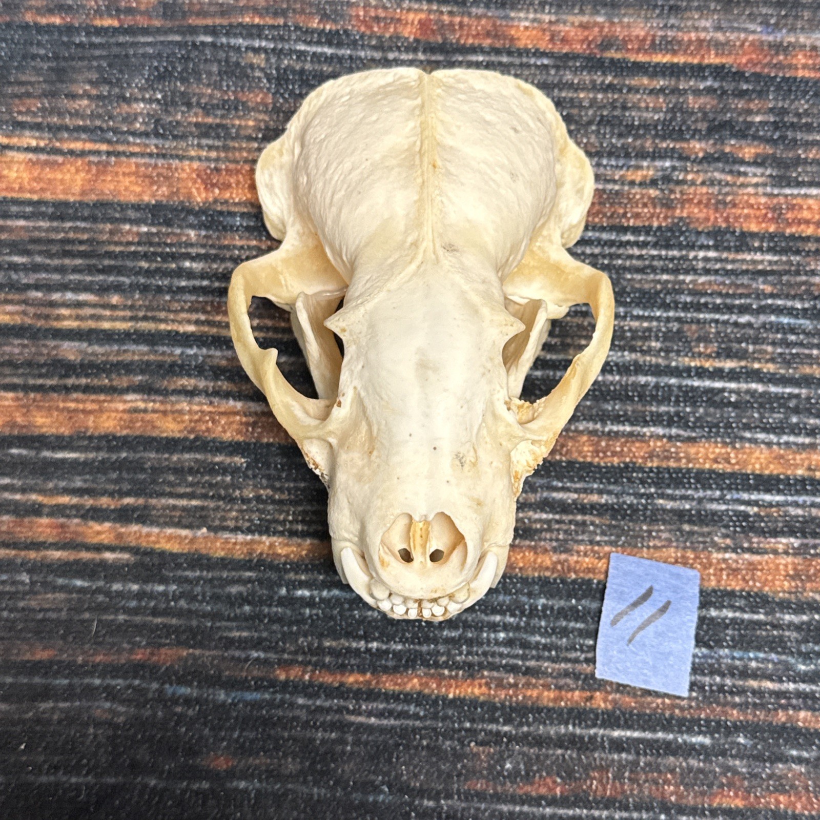 Real XL Badger Skull Unique Gift Halloween Craft Animal Mount Art Model Head Odd