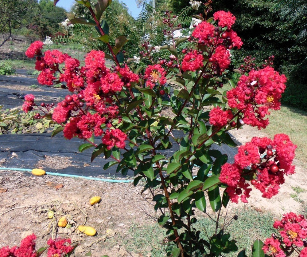 Red Rocket Crepe Myrtle Plants