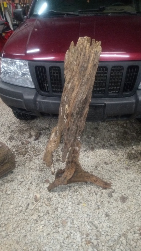 Beautiful  Driftwood  Partial Tree Section 😎