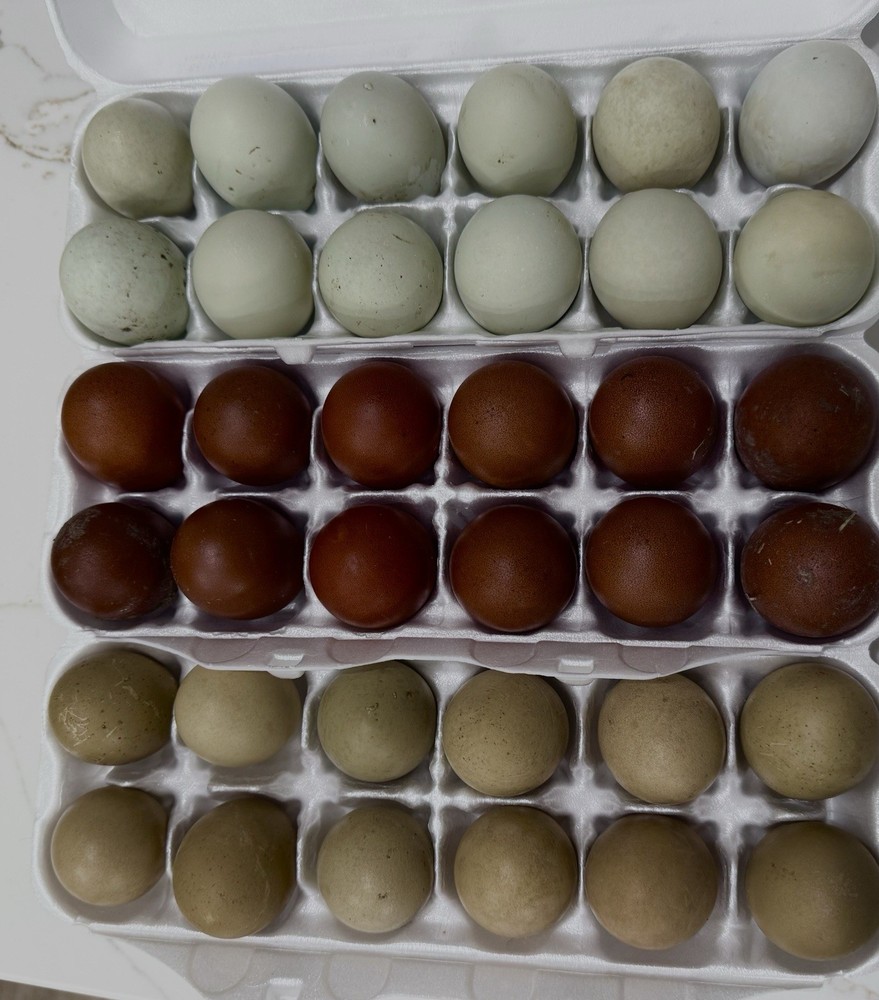 12  DARK Marans Chicken Hatching Eggs