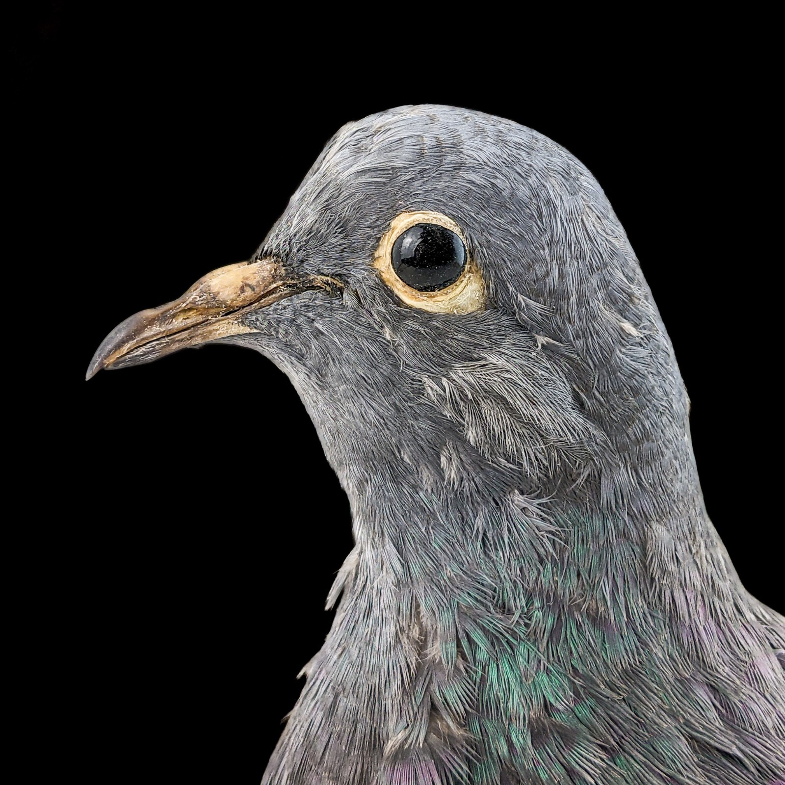 Rock Pigeon bird c livia dove collectible Taxidermy Oddity Curiosity decor gift