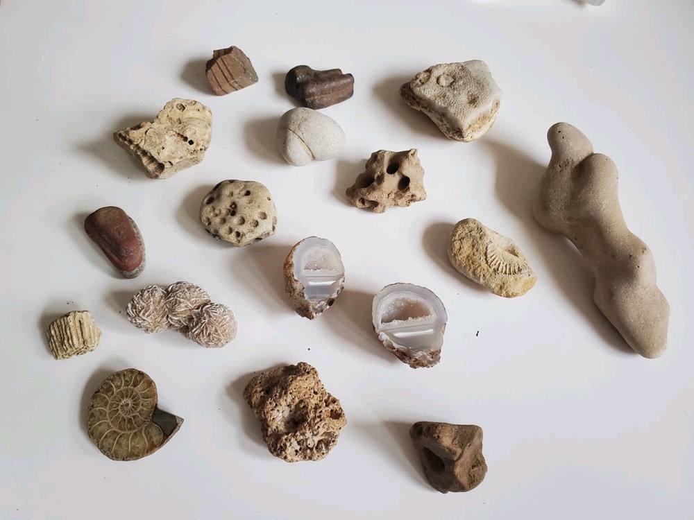 Fossile Geode And Rock Collection