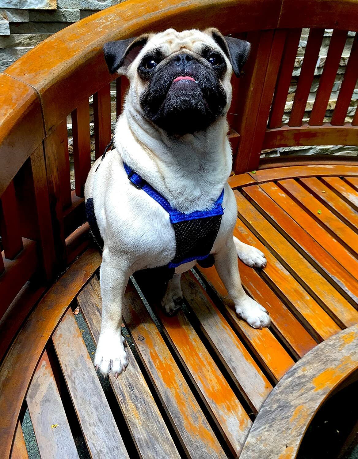 Mesh Dog/Puppy Anti-Pull Harness -Stops Pulling Instantly No choke Humane Design