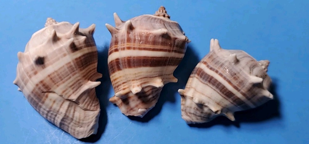 3-MELONGQUA BISPINOSA SEA SHELLS.