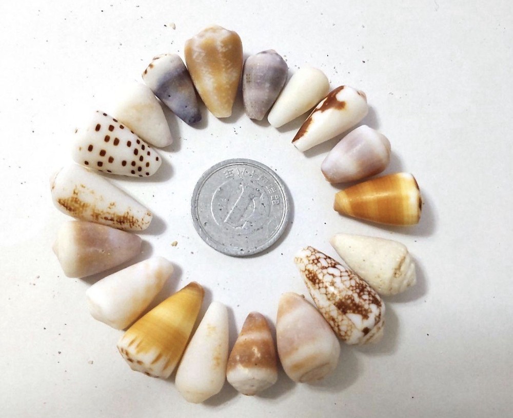Cone Shell from japan Okinawa shell