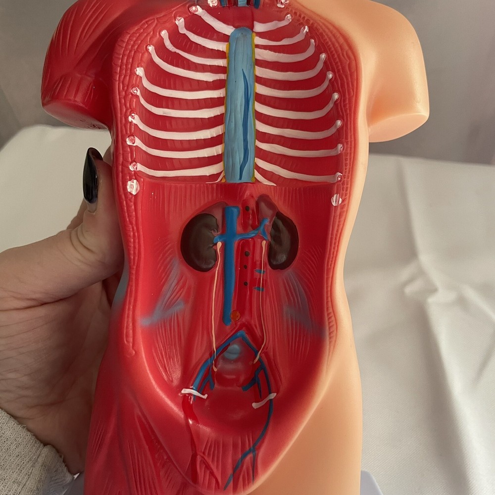 Skeleton Hands-On 3D Model Study Tool Medical Device For Learning No Organs