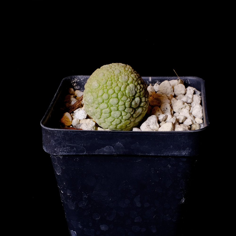 Pseudolithos migiurtinus - 2.5" pot - Stapeliad