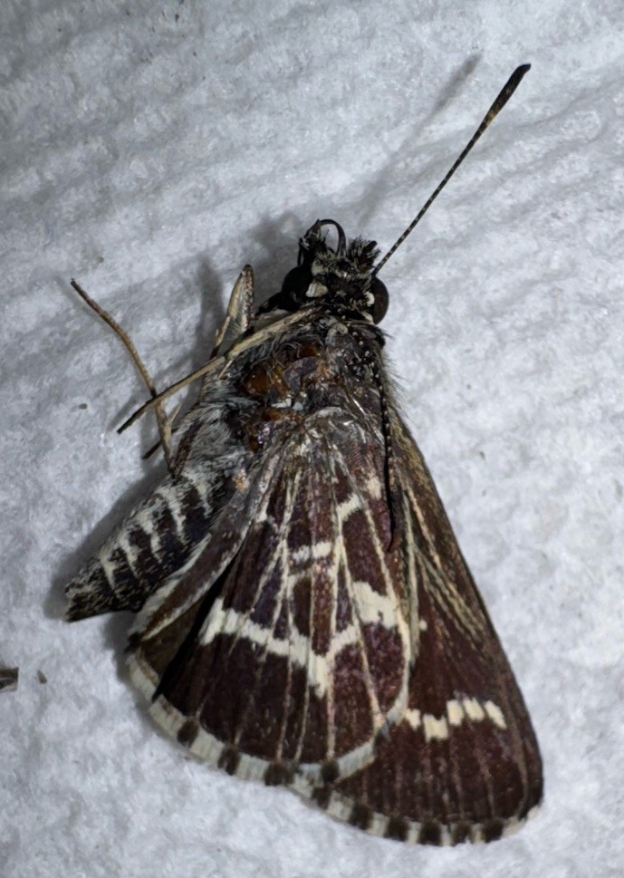 JSRNS - Laced-Winged Roadside Skipper - Amblyscirtes aesculapius 2