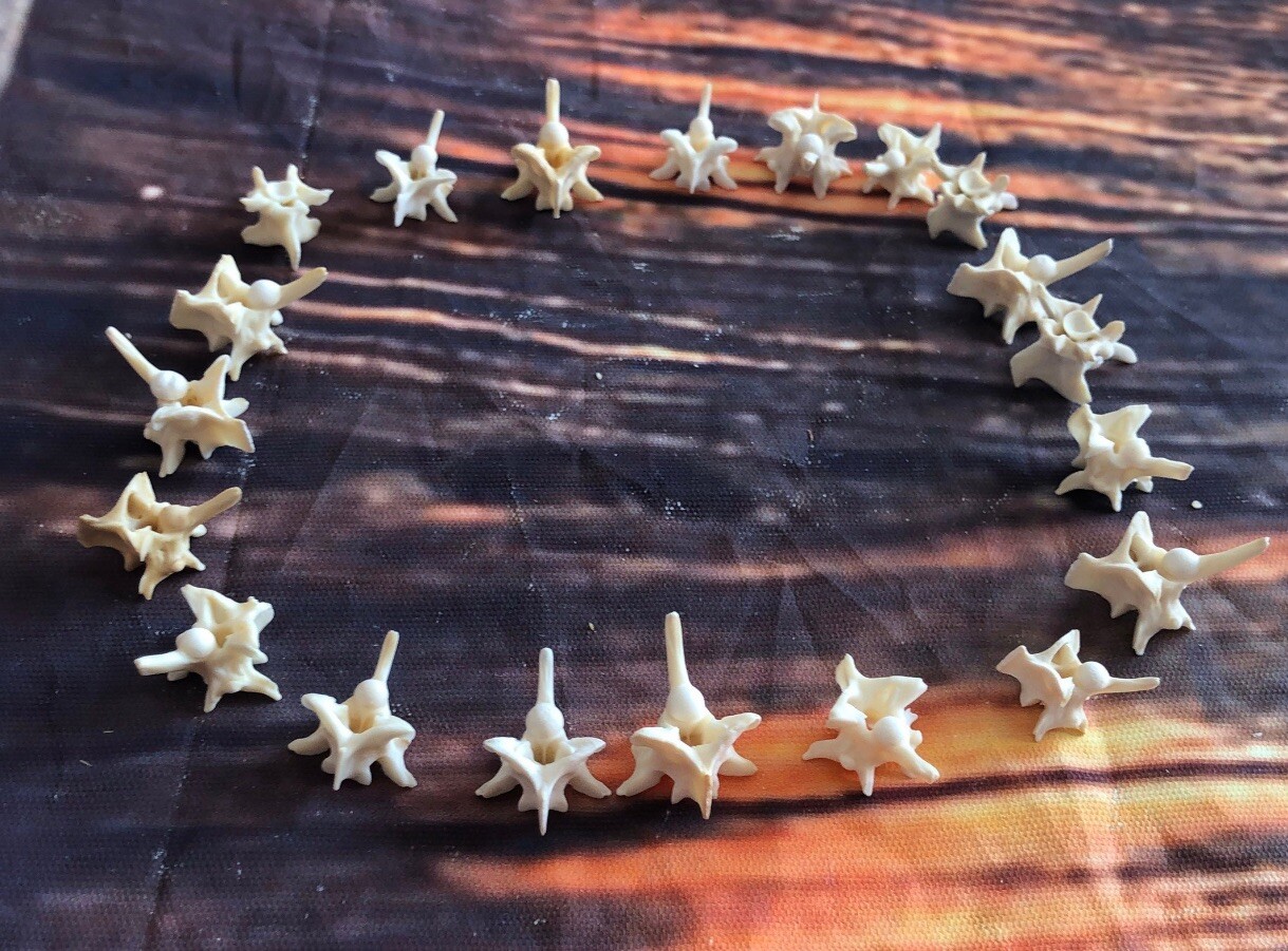 20 Real Jumbo Rattlesnake Vertebrae Vertebrea Bone Gothic Art Craft Jewelry Odd