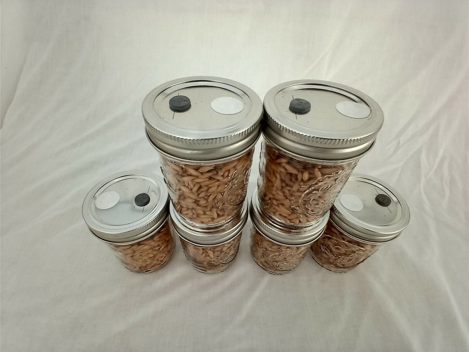 1/2 PINT Mushroom Jars READY Sterilized Substrate Grain Grow Fast SHIP [C]