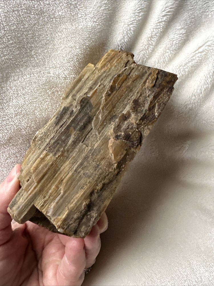 Petrified Wood