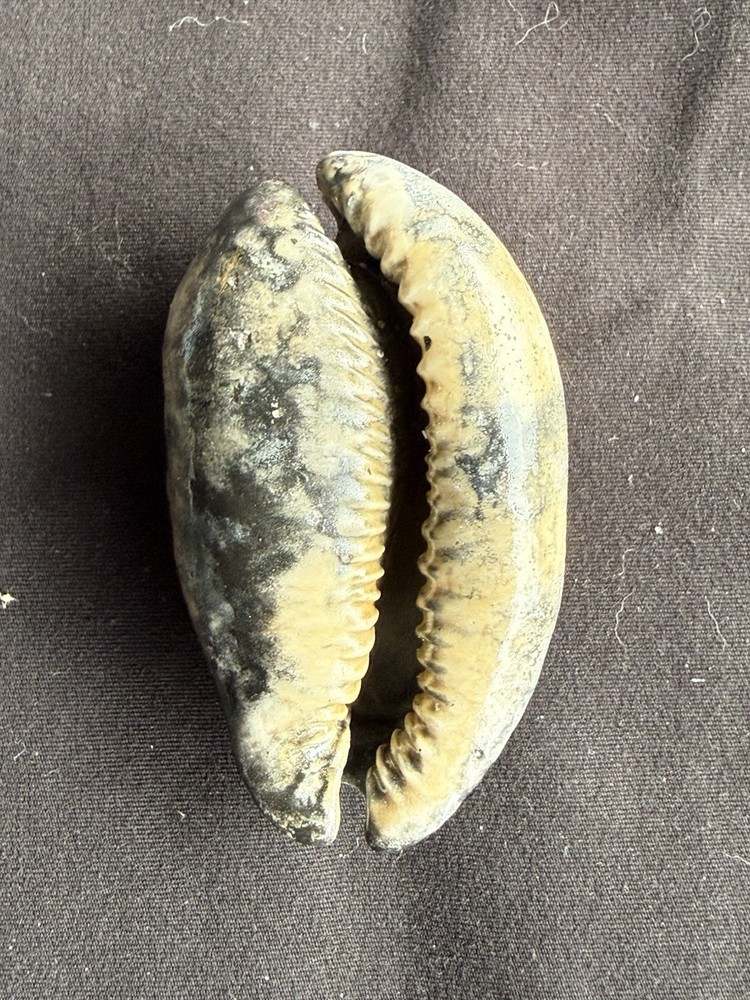 EXTINCT fossilized Cowrie shell from central Florida..Pliocene era.
