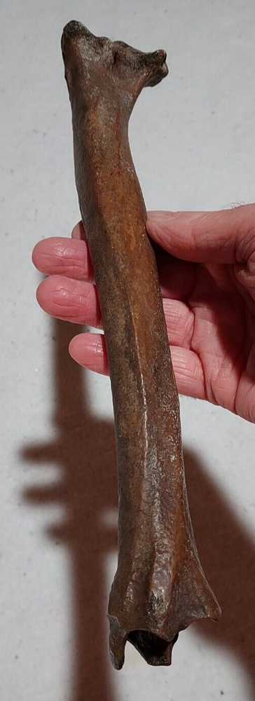 Deer Tibia Bone Fossil from Ice Age