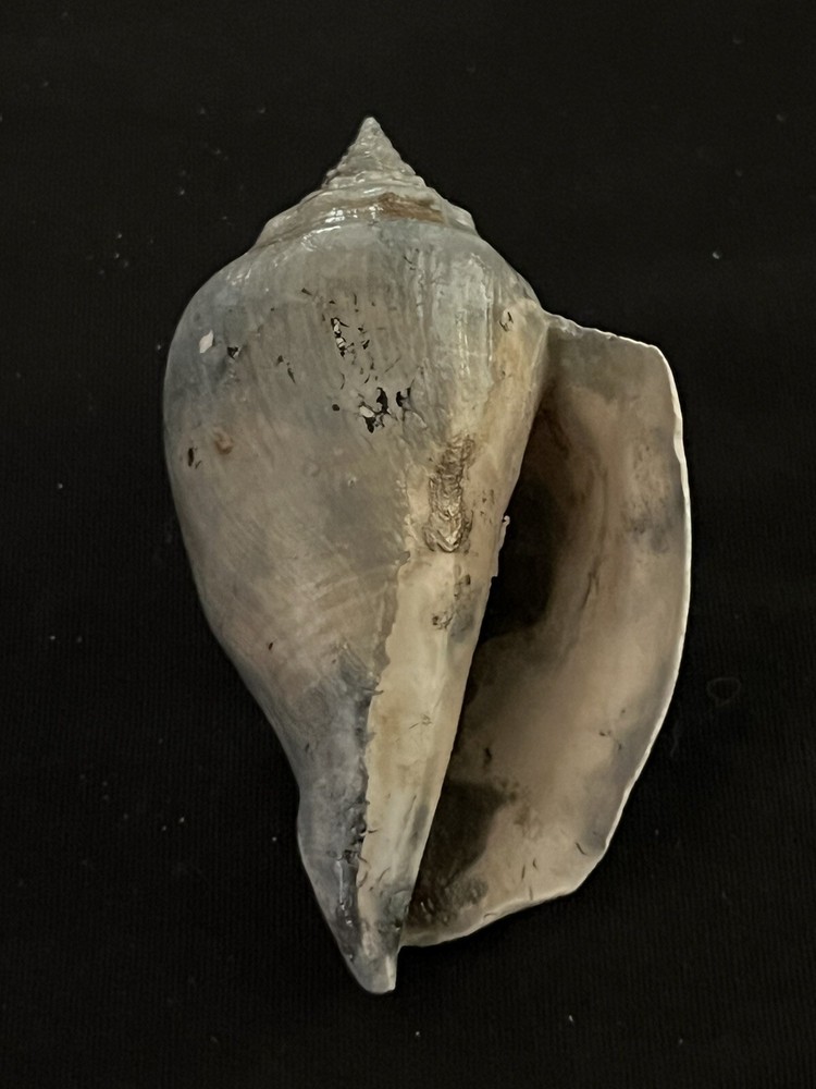 RARE Fossilized FIGHTING CONCH Shell From Central Florida.
