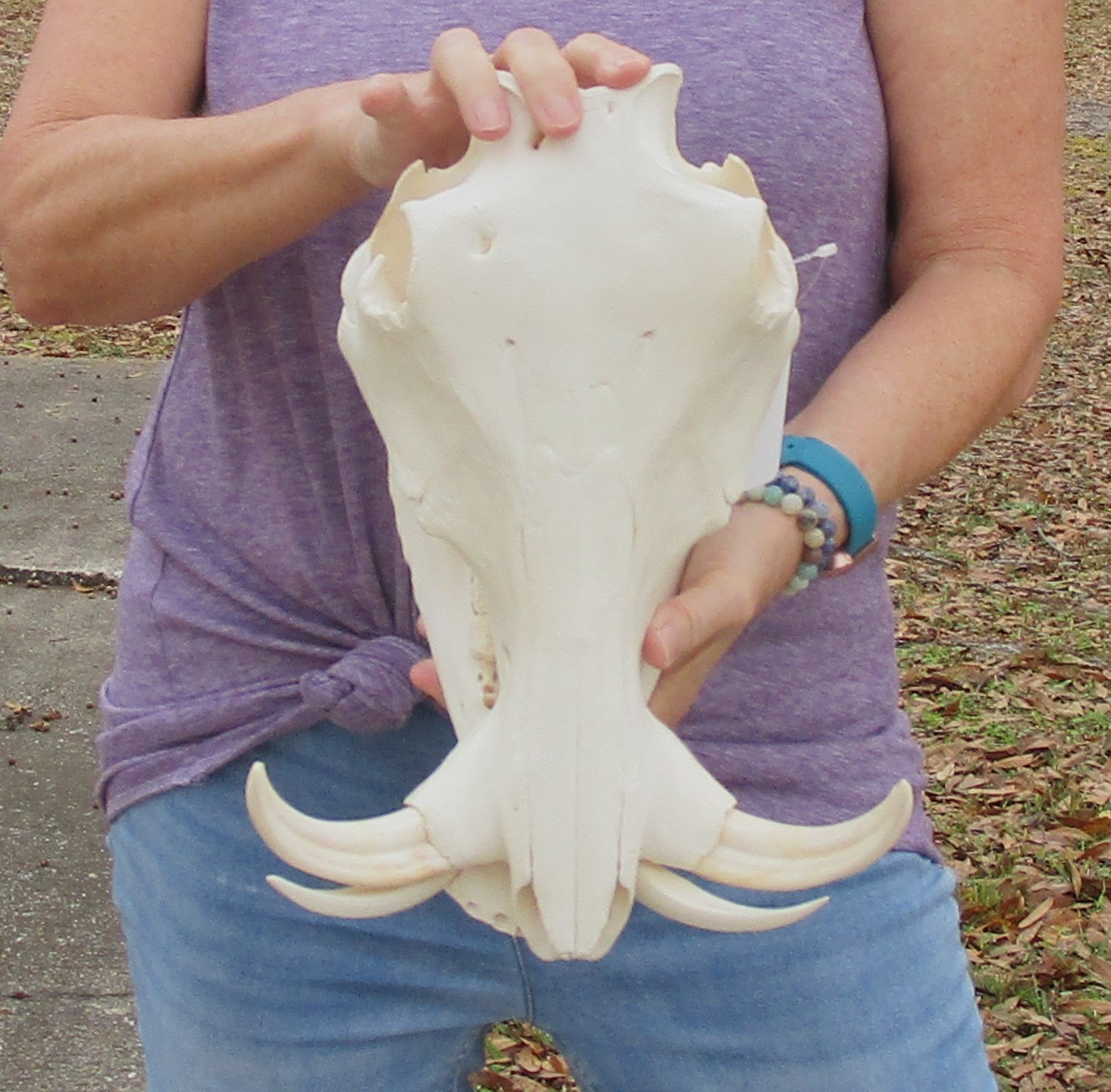 Real South African Warthog Skull w/7 inch teeth taxidermy #51360