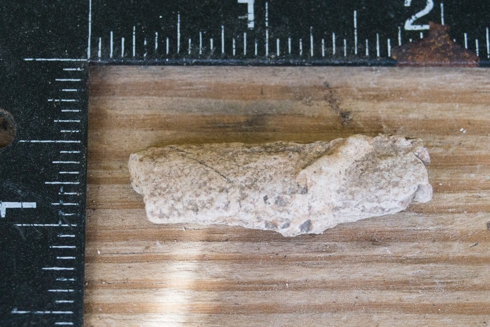 NE Oklahoma Fossil