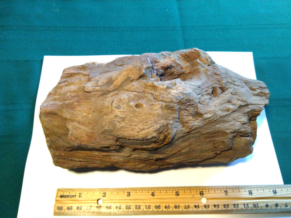 Petrified Wood Rough- Over 7-1/2 lbs.