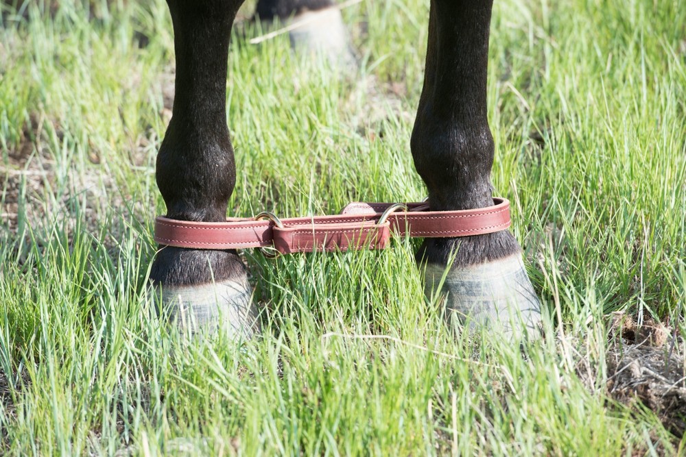 Weaver leather, Leather Hobble