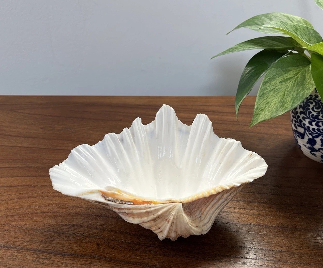 Bear Paw Clam Shell Half 7” X 5” Natural Nautical Beach Decor Real Coastal