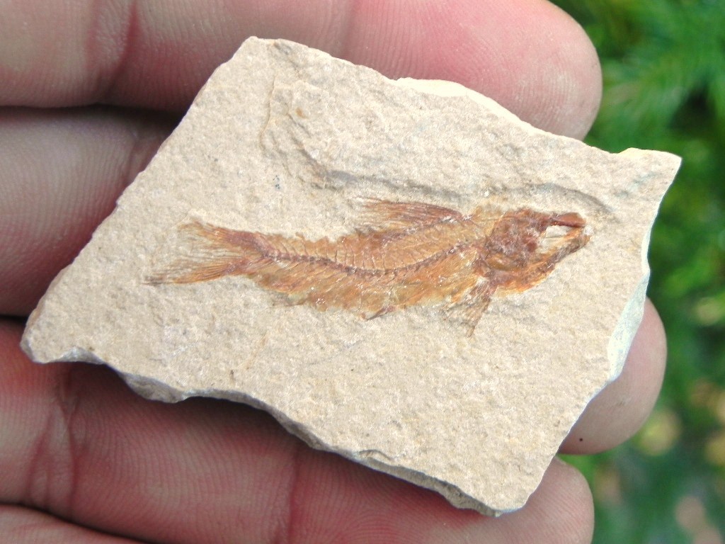 100% Authentic Fossil Fish from Lebanon Cretaceous 100 MYO! 1a