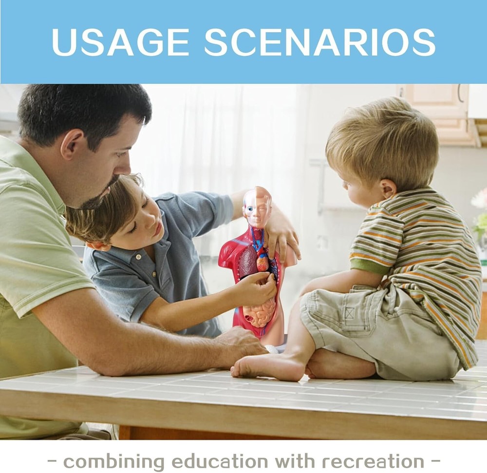 Interactive 10.5-Inch Human Anatomy Torso Model - Perfect for Learning