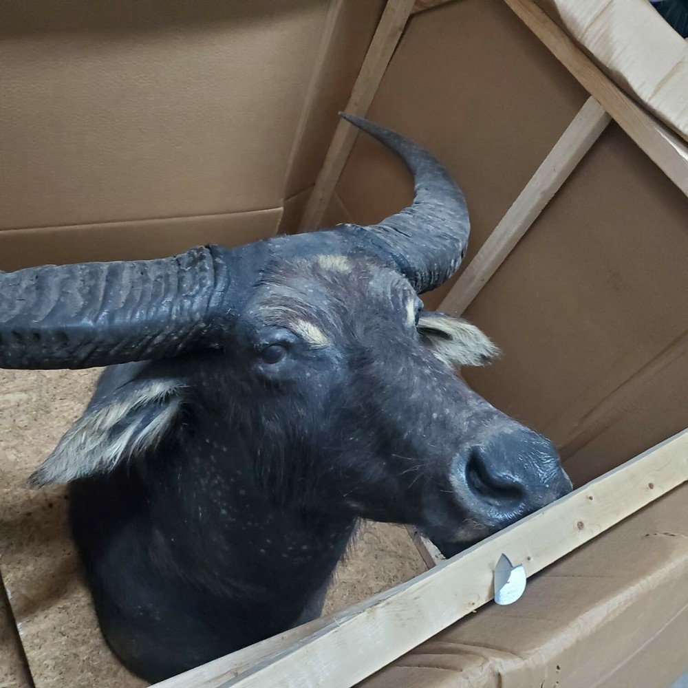 modern taxidermist