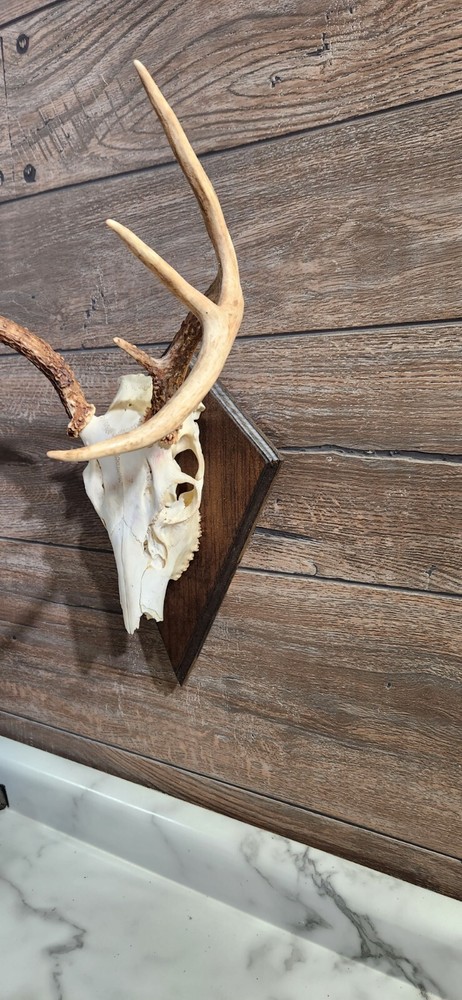 European Deer Skull Mount Plaque