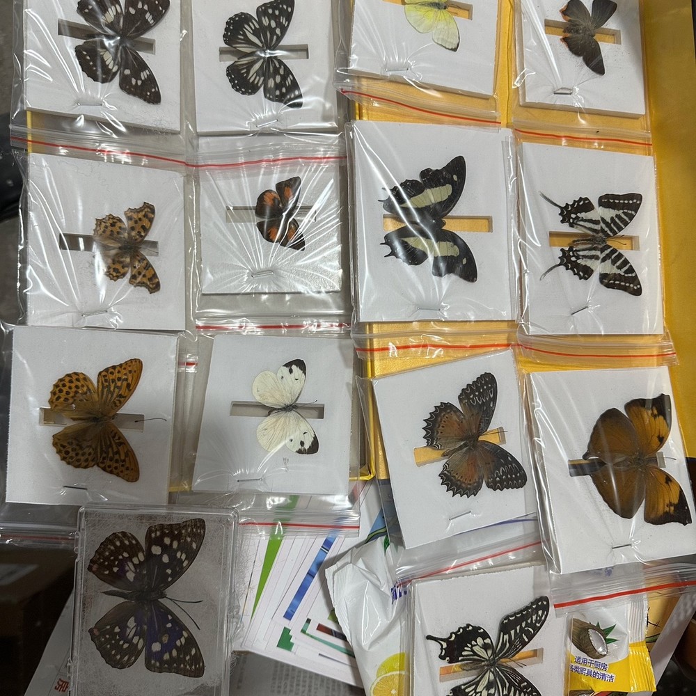 13 Assorted Unique Butterfly Specimens 3-10cm Wingspan Spread Wing