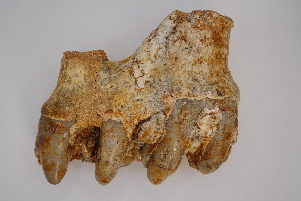 Platybelodon tooth