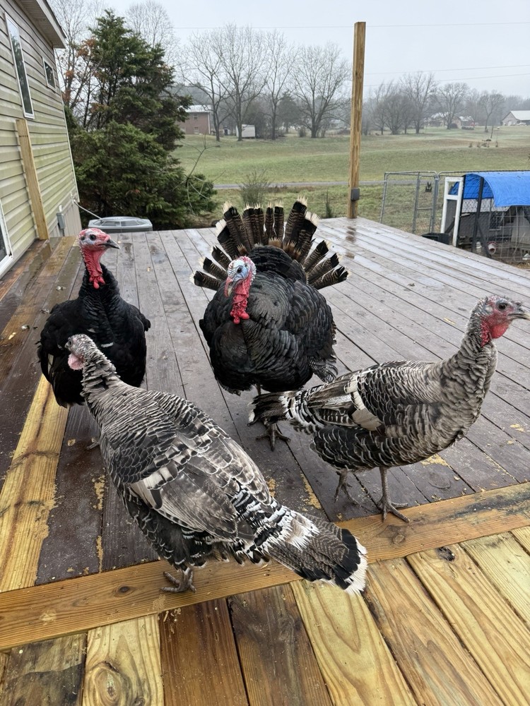 12 Narragansett Turkey Hatching Eggs