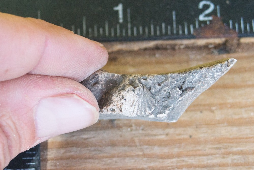 NE Oklahoma Fossil