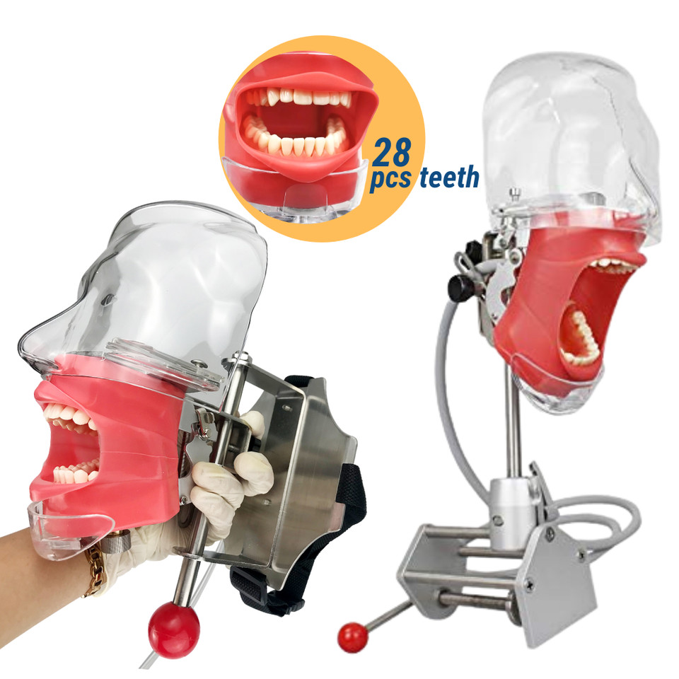 Dental Phantom Head Model Manikin Simulator Training Model 28pcs Removable Teeth