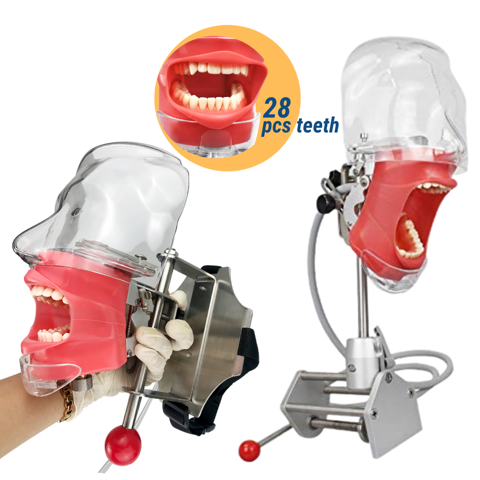 Dental Phantom Head Model Manikin Simulator Training Model 28pcs Removable Teeth