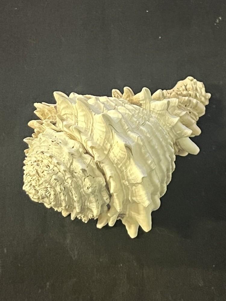 EXTINCT Fossilized VASE Shell From Central Florida, Pliocene Era.