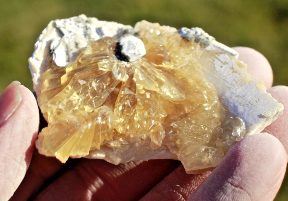 Fluorescent Fossil Crystal Clam from Ruck's Pit, Florida • Mercanaria permanga