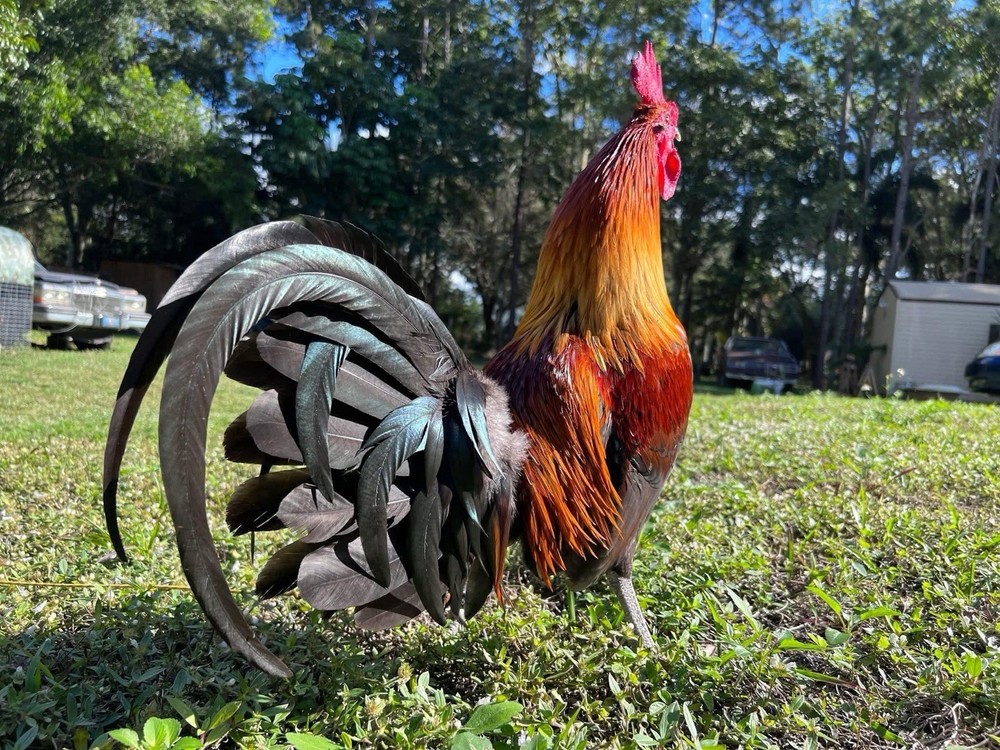 12 Plus Variety Hatching Eggs