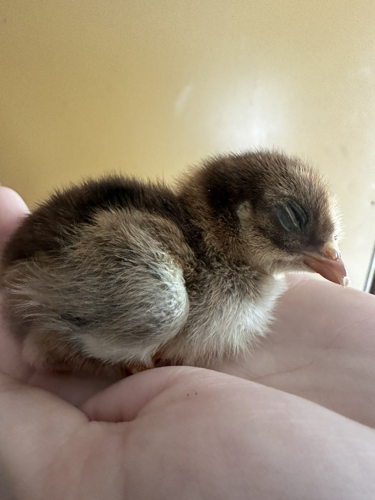 6 ++ Bantam hatching eggs 🐣