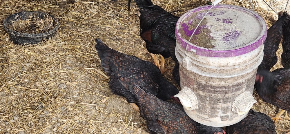 8+ Dark Cornish Hatching Eggs