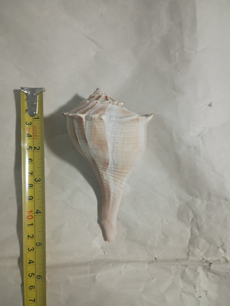 Lightning Whelk Shell