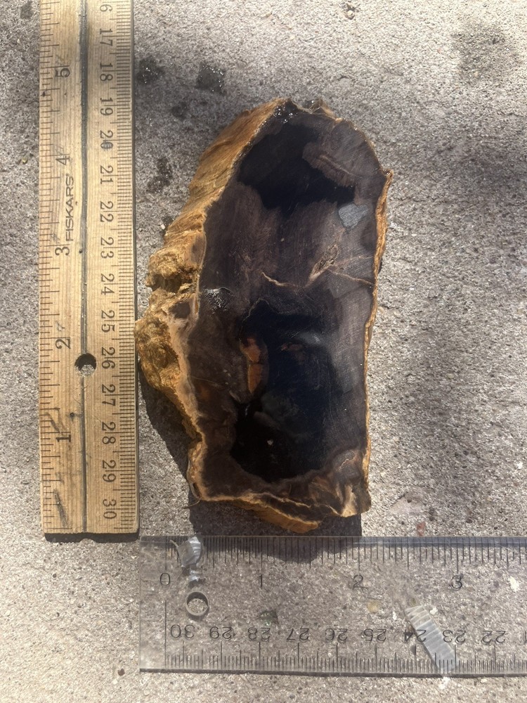 Petrified Wood Slab