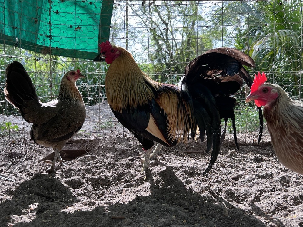 12 Plus Variety Hatching Eggs