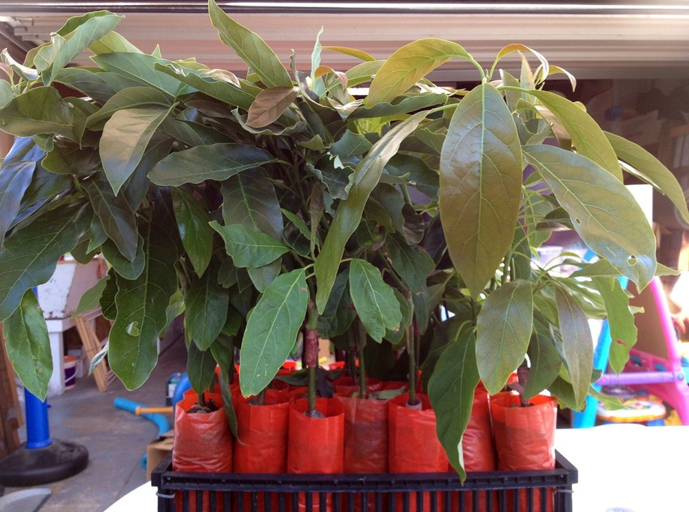 HASS Avocado Tree, Grafted - Live Avocado Tree