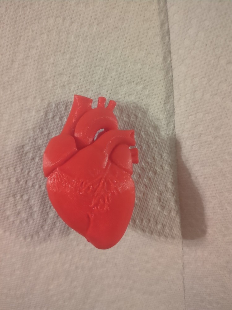 3D Printed Human Heart Model | Human Anatomy-Circulatory System