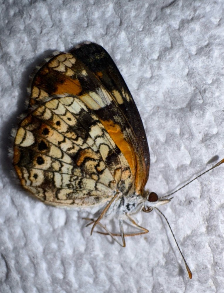 JSRNS - PHAON CRESCENT BUTTERFLY Phyciodes phaon 1