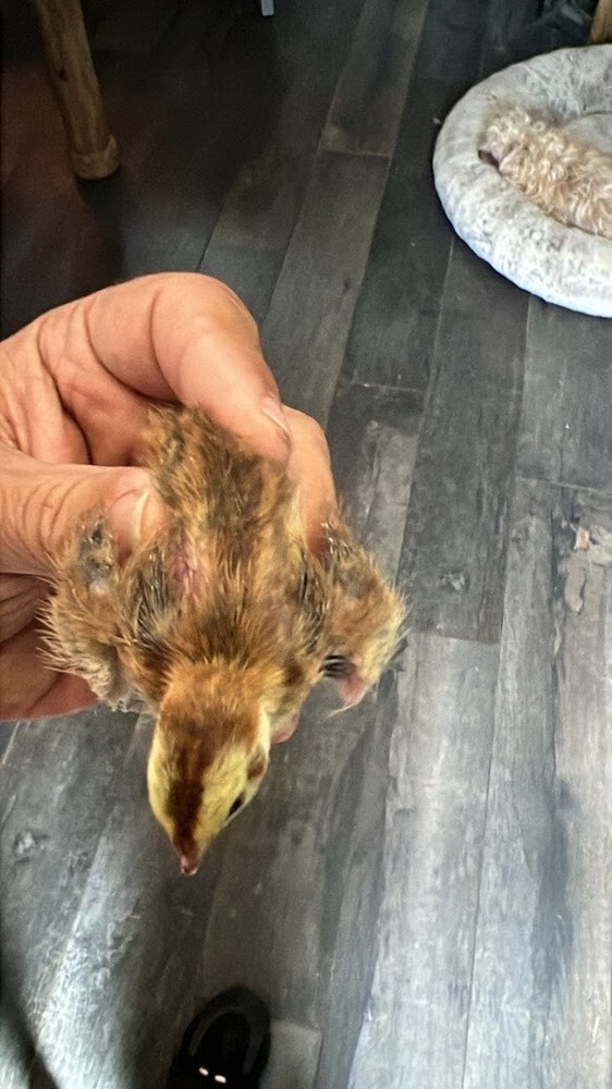 12 Celadon Blue Quail Red Range Jumbo Hatching Eggs, Good Genetics