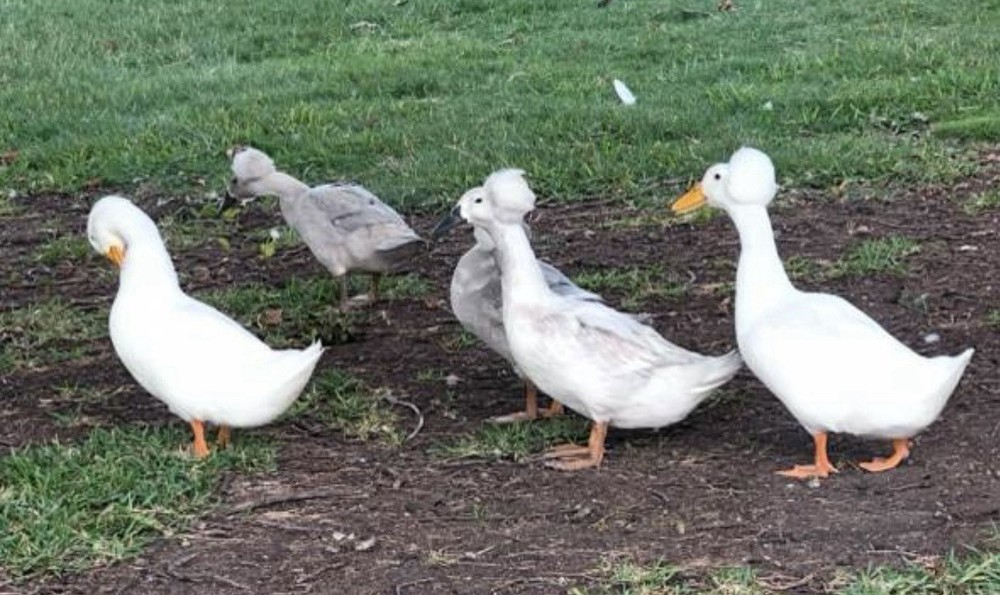 6 Fertilizer Duck Eggs Hatching Barnyard
